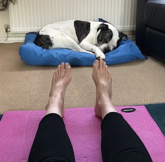 My dog Winston overseeing my yoga while asleep