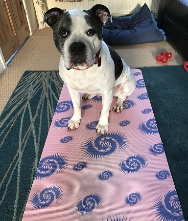 Winston on my yoga mat