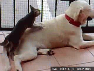 cat massaging blonde dog gif