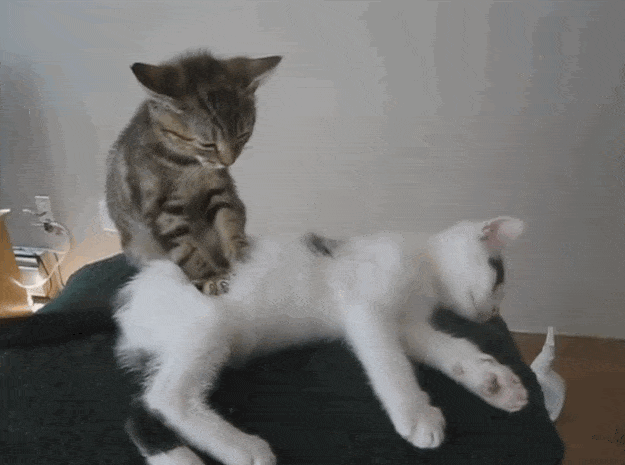tortoise shell cat massaging a white and black cat who is lying on a cushion gif