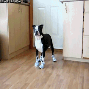 black and white dog trying to walk in dog shoes gif