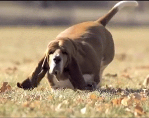 basset hound running in slow motion gif