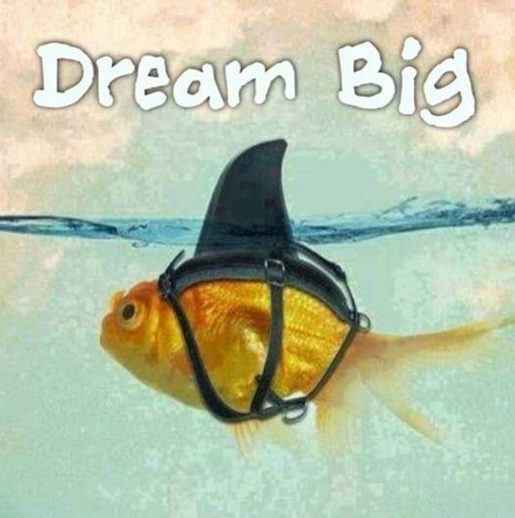 fish wearing shark fin with caption "dream big"