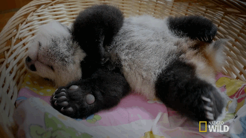 baby panda taking a nap in a basket gif