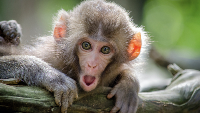 How To Meditate - picture of a monkey