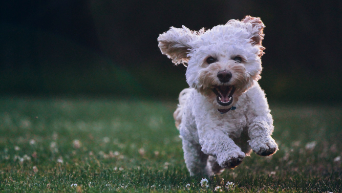 I Just Want To Be Happy - white dog running towards the camera