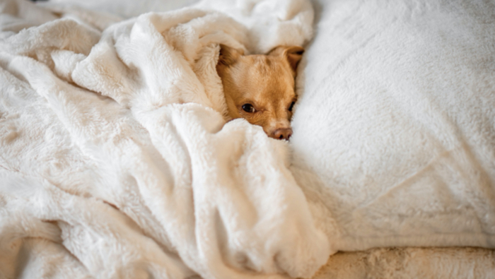 Do I Really Need A Morning Routine - Dog in blankets