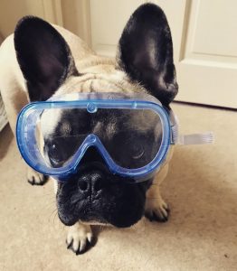 Dog in safety goggles