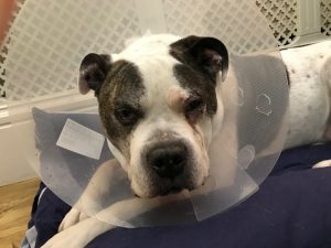 What ifs - Winston after his operation