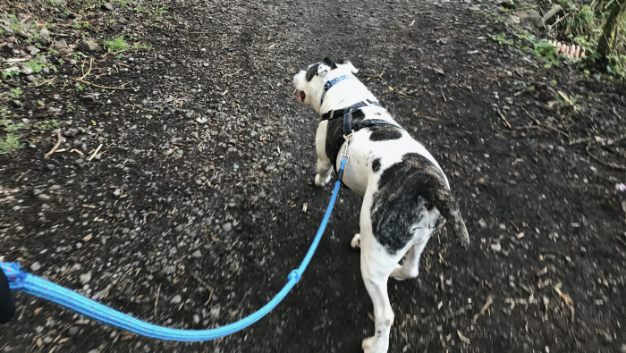 My Dog Has IBS - Winston on a walk