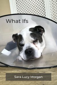 What Ifs - Winston in his cone of shame after surgery.