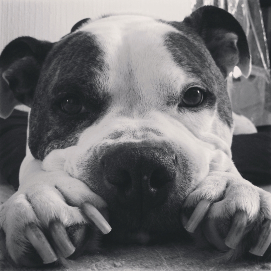 Winston the Office Dog Winston the Office Dog